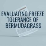 Evaluating Freeze Tolerance of Bermudagrass